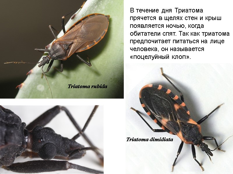 Triatoma rubida  Triatoma dimidiata  В течение дня Триатома прячется в щелях стен